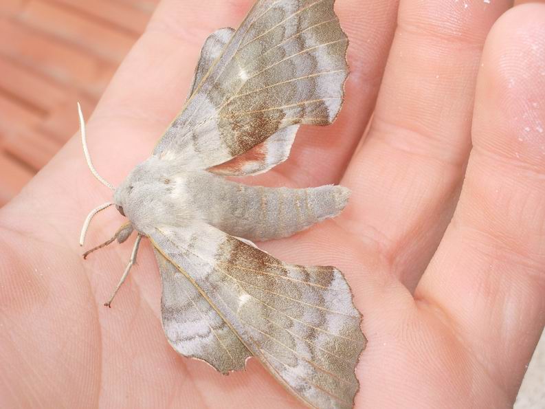Laothoe populi e Mimas tiliae
